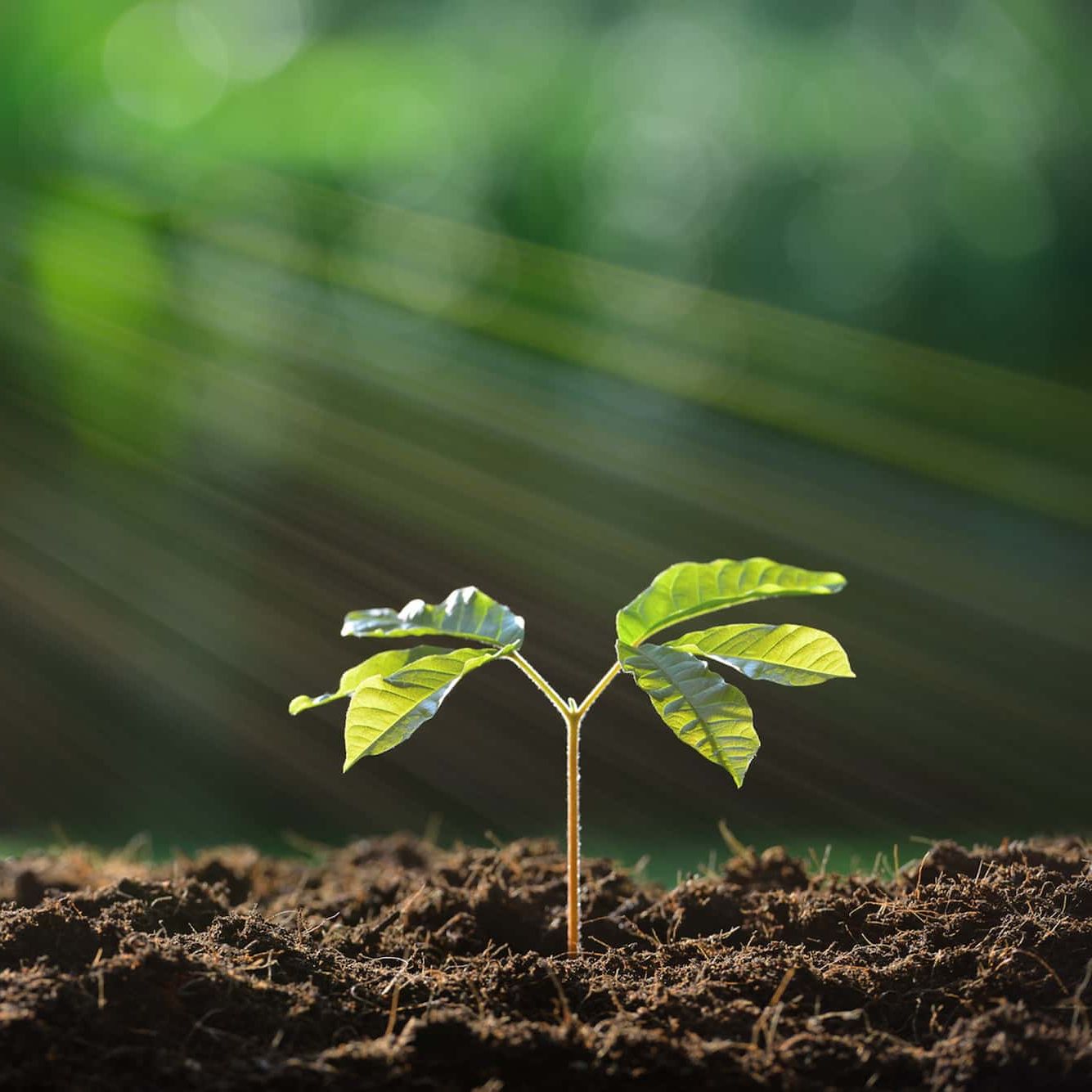 demcon-plant-sprout-blooming